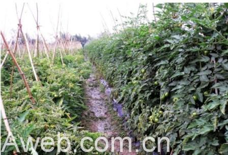 如何防治西红柿黄化卷叶病毒病