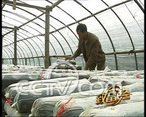 远走他乡种香菇 卖得高价喜开颜 香菇 农业致富经 CCTV7致富经 农业